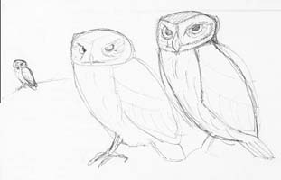 Draft for Owls